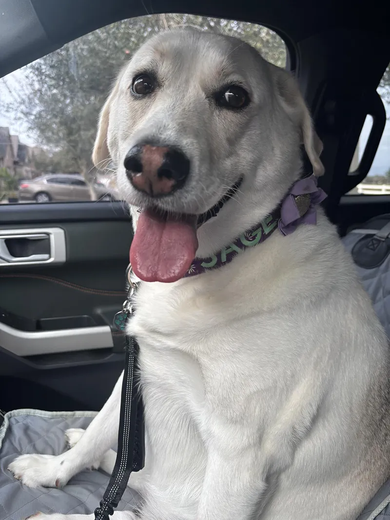 Travels with Sage Image